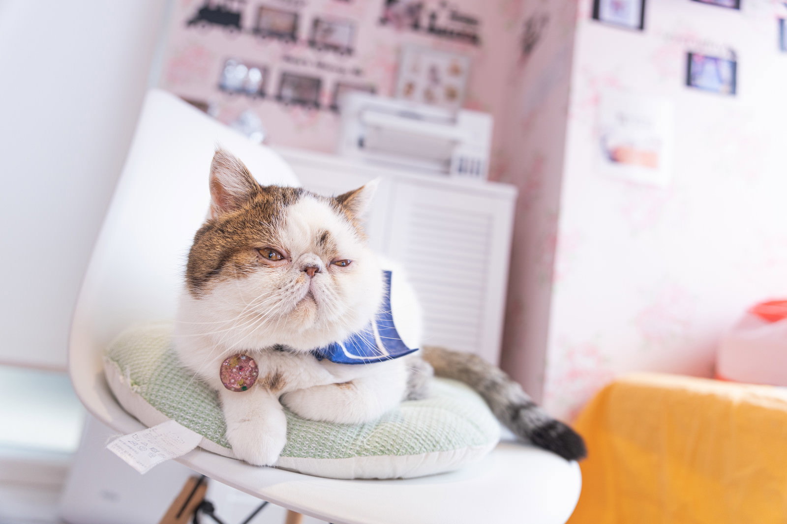 ソファでくつろぎながらこちらを見つめる白茶のエキゾチックショートヘア