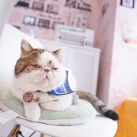 そこのリモコン取ってよ、と眺めるぶーちゃん（猫）の写真