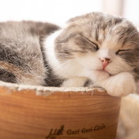 気持ちよくお眠り中のスコティッシュフォールド、木製ボウルで丸くなった姿の写真