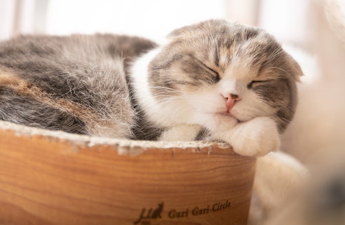 気持ちよくお眠り中のスコティッシュフォールド、木製ボウルで丸くなった姿
