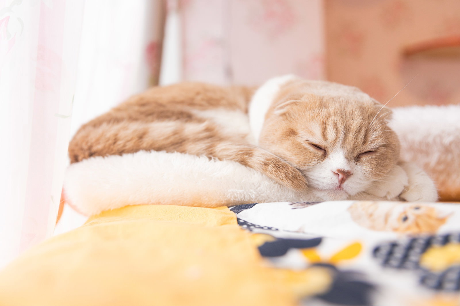 陽だまりで本の上に寝転がって眠るスコティッシュフォールドの猫