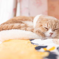 ぽかぽかの陽だまりで気持ちよく寝るにゃんこの写真