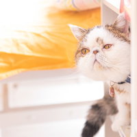 そろそろご飯だと聞いて振り向く猫の写真