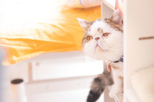 そろそろご飯だと聞いて振り向く猫