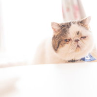 チェックに余念がない無愛想なエキゾチックショートヘアの猫の写真