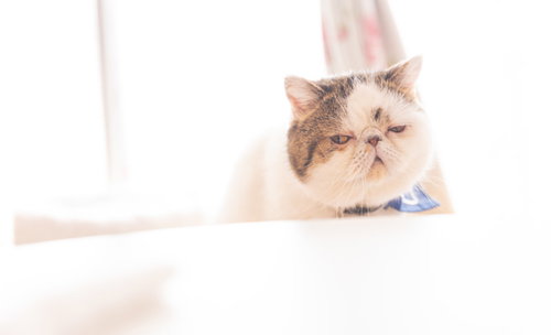 チェックに余念がない無愛想なエキゾチックショートヘアの猫