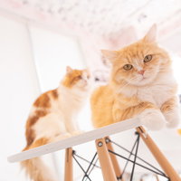 テーブルの上でくつろぐスコティッシュフォールドとラガマフィンの写真