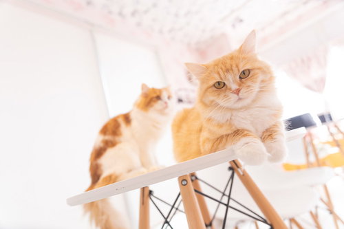 テーブルの上でくつろぐスコティッシュフォールドとラガマフィン