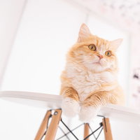 椅子の上でキョトンと辺りを見回す茶白猫のの写真