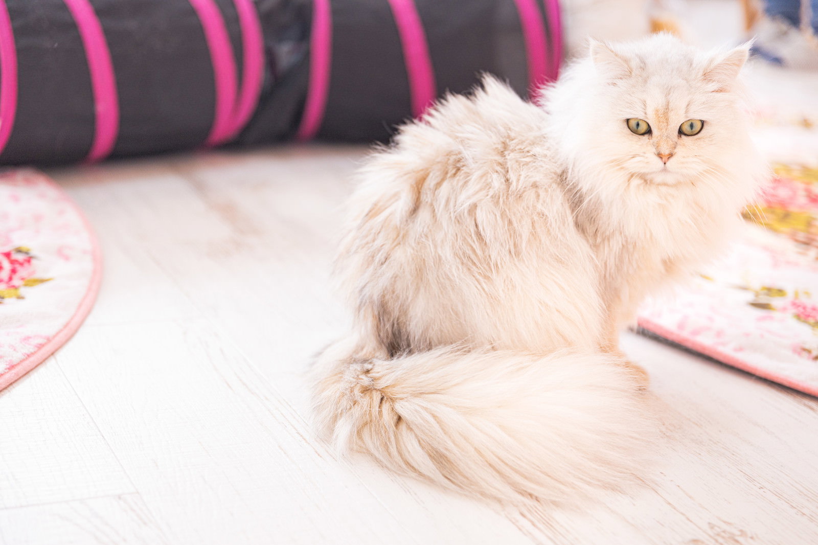 白い長毛のペルシャ猫がくっきりとしたアイラインで室内にいる