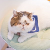 ここは絶対に譲らない寝転ぶ猫の寝姿の写真