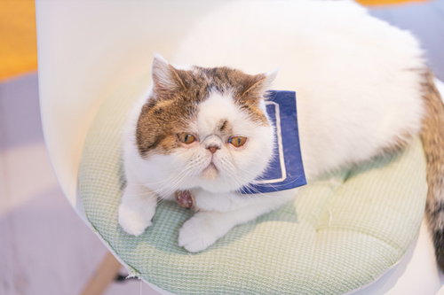 ここは絶対に譲らない寝転ぶ猫の寝姿