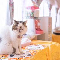 CAT CAFE「猫ちゃんといっしょ」の写真