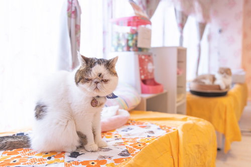 CAT CAFE「猫ちゃんといっしょ」