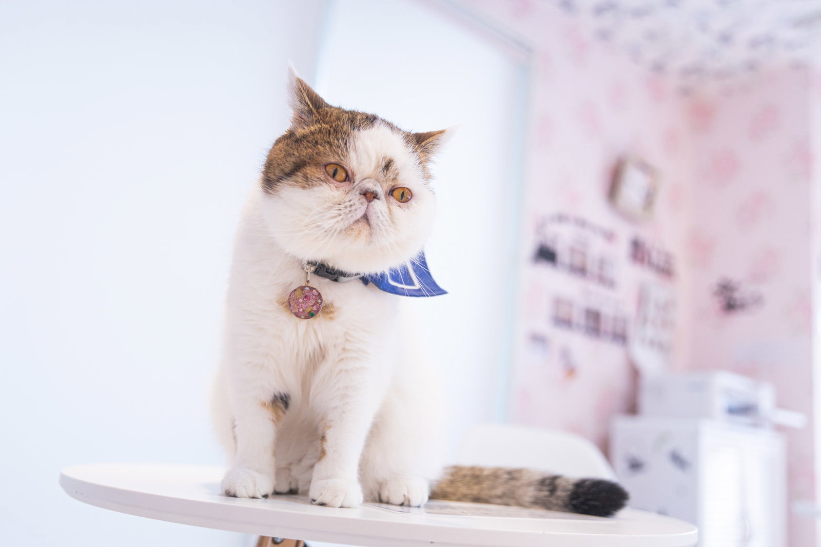 青い首輪をつけて室内で座る白いエキゾチックショートヘアの猫
