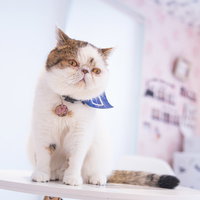 ブサ可愛いエキゾチックショートヘアの白猫の写真