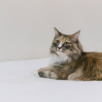 少しだけ興味を示す茶色の長毛猫が座る様子の写真