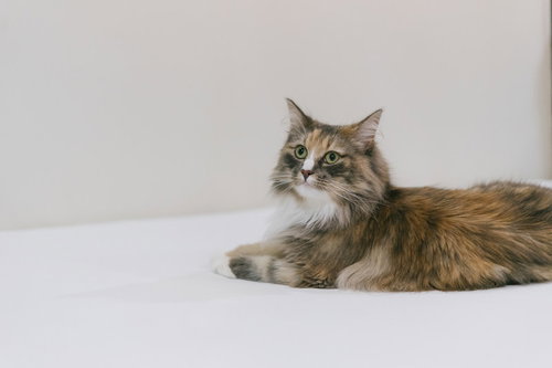 少しだけ興味を示す茶色の長毛猫が座る様子