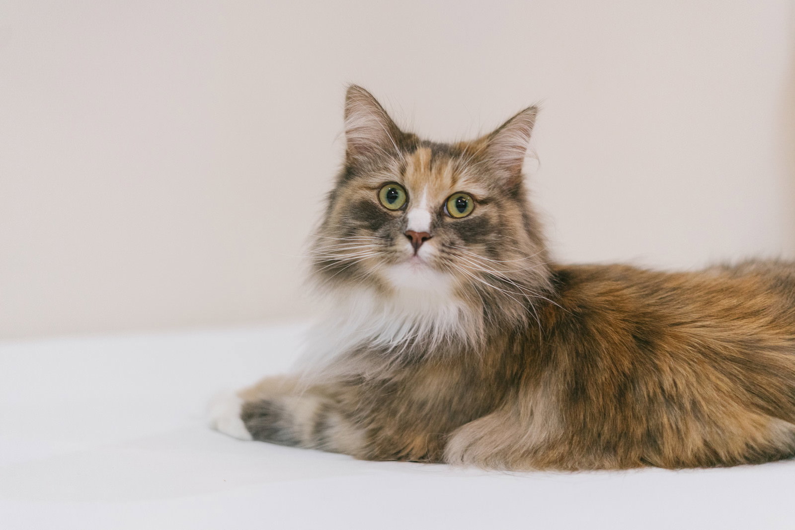 白い背景の前でこちらを見つめる茶色い長毛猫