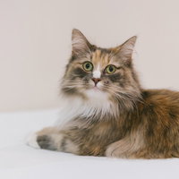 こちらを見つめる茶色い長毛猫の様子の写真