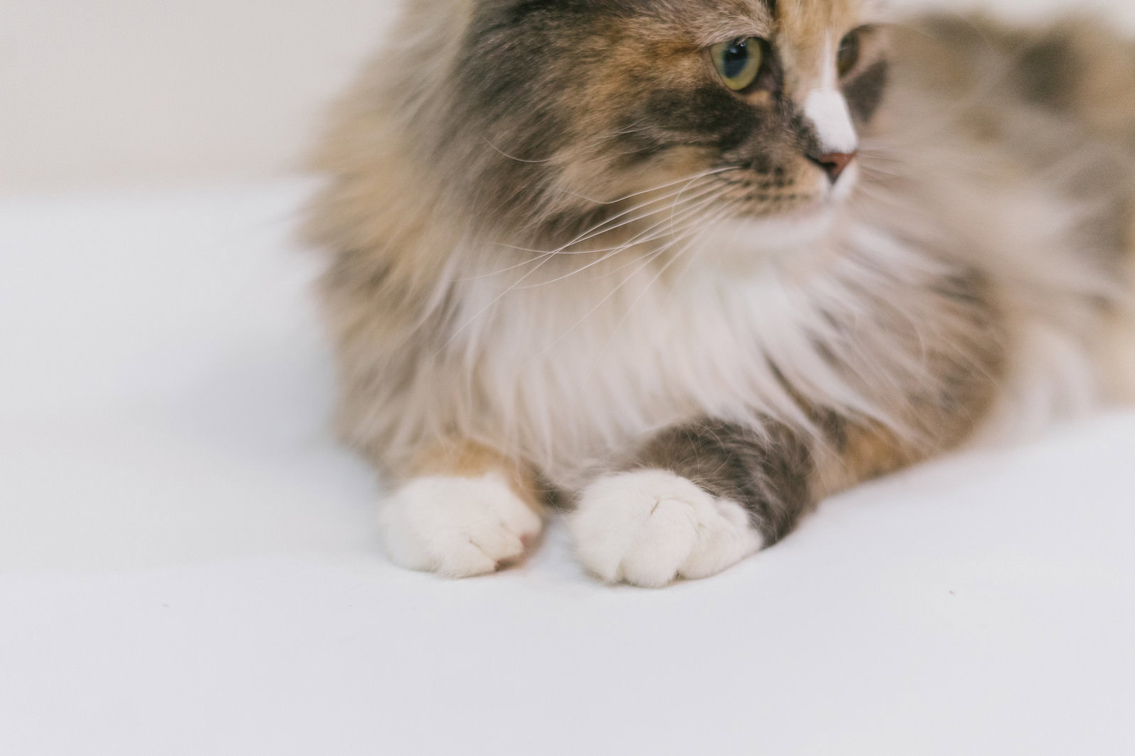 室内で正面を向く長毛三毛猫