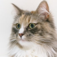 聞き耳を立てる長毛の三毛猫の写真