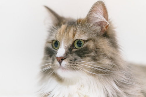 聞き耳を立てる長毛の三毛猫