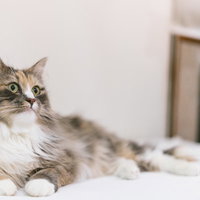 そんなんじゃ釣られないネコー、グレーと白の長毛猫の写真