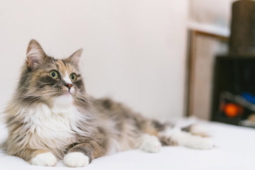 そんなんじゃ釣られないネコー、グレーと白の長毛猫