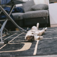 絨毯が猫の毛だらけになる白猫のズコーポーズの写真