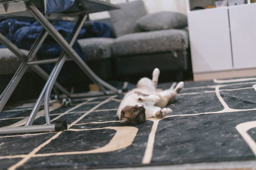 絨毯が猫の毛だらけになる白猫のズコーポーズ