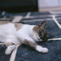 猫だけど文句ある？の写真