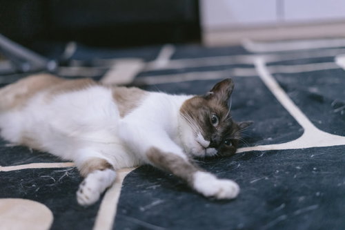 猫だけど文句ある？