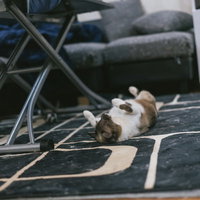 猫「買ってくれなきゃいやだー！」の写真