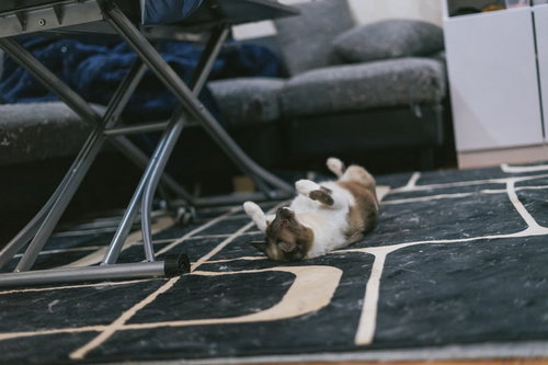 猫「買ってくれなきゃいやだー！」