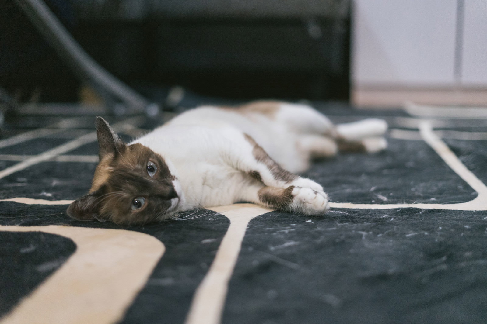 床に横たわりうなだれて放心状態になっている白い毛色の猫［モデル：プー］