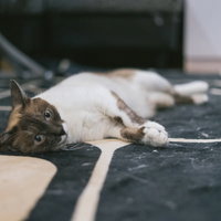 うなだれて賢者状態になった白い毛色の猫の脱力感の写真