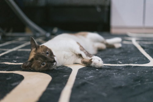うなだれて賢者状態になった白い毛色の猫の脱力感