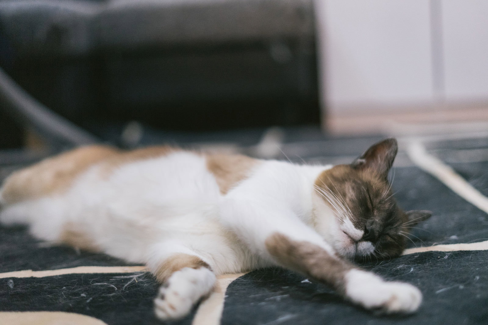 白い猫が横たわって寝落ちしている様子［モデル：プー］