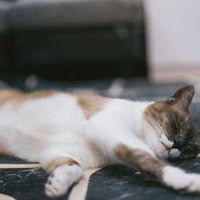突然の寝落ちをした白猫のかわいい寝姿の写真