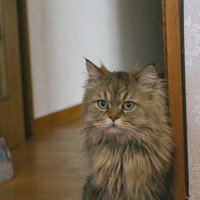 餌がもらえると聞いて振り返るメインクーン風の長毛猫の写真