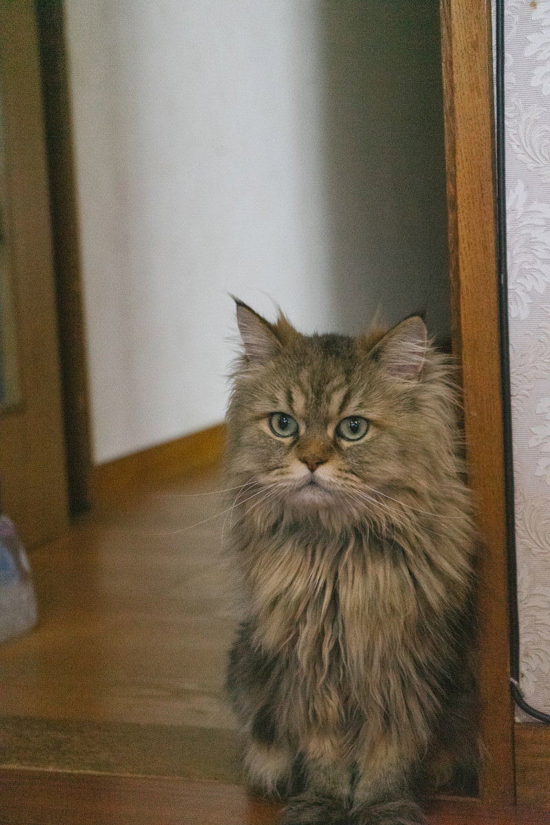 室内で座って正面を見つめる茶色とグレーの長毛猫