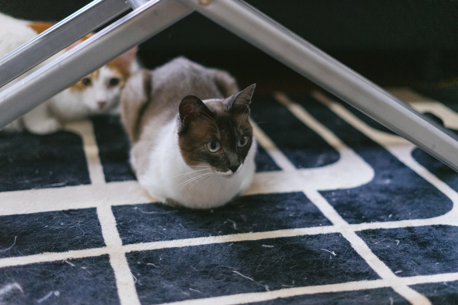 金網の下に隠れている白と茶トラの猫［モデル：プー］