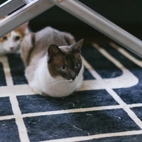 金網の下で餌を待つ猫たちの写真