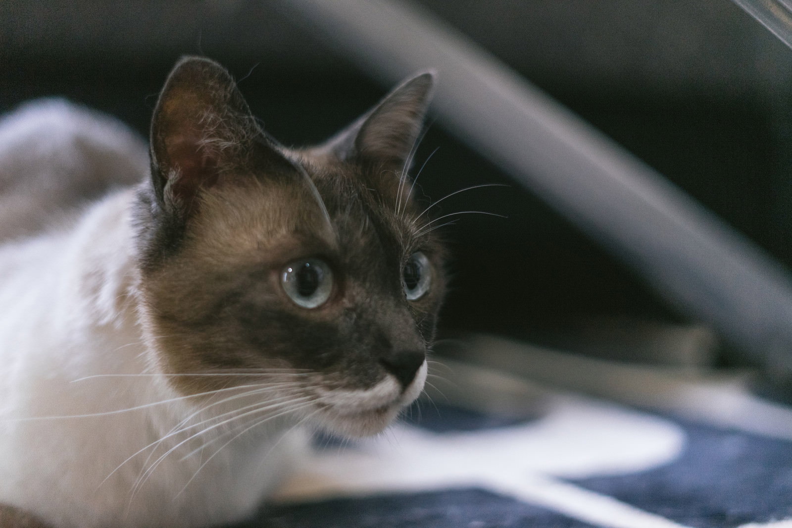 車の中で目を見開いて驚いた表情を見せる猫［モデル：プー］