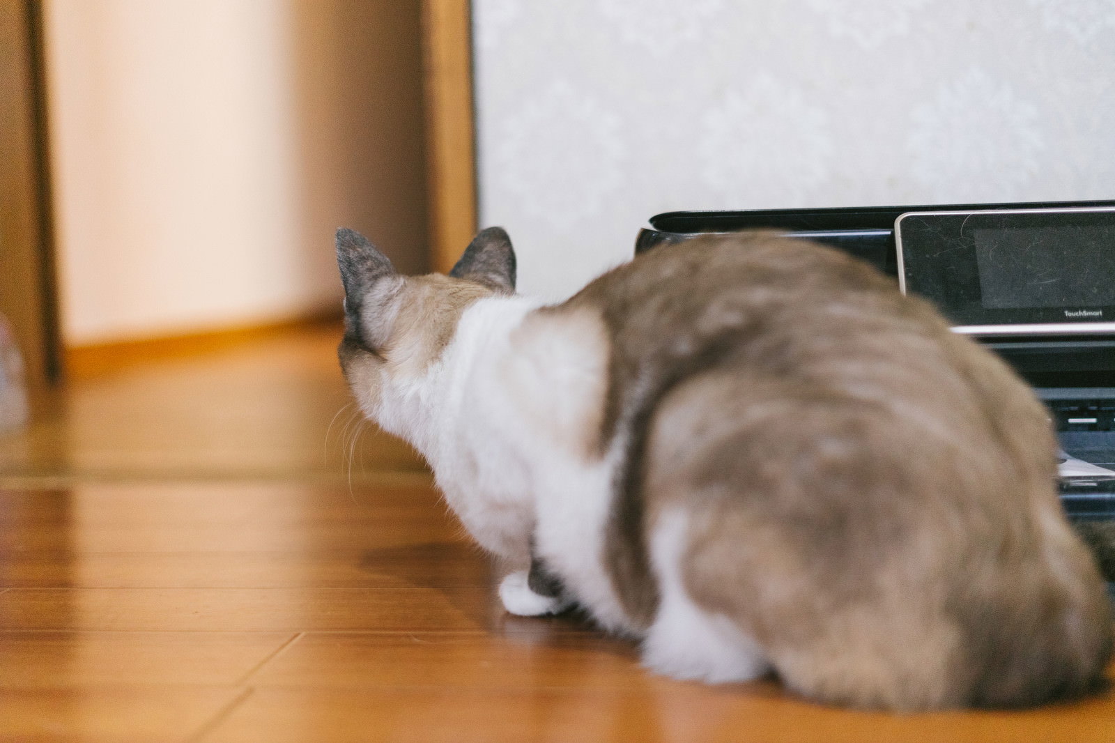 扉の隙間から隣の部屋を覗き込む白とグレーの猫［モデル：プー］