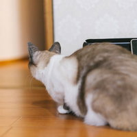 扉の隙間から隣の部屋をのぞく白とグレーの猫の写真