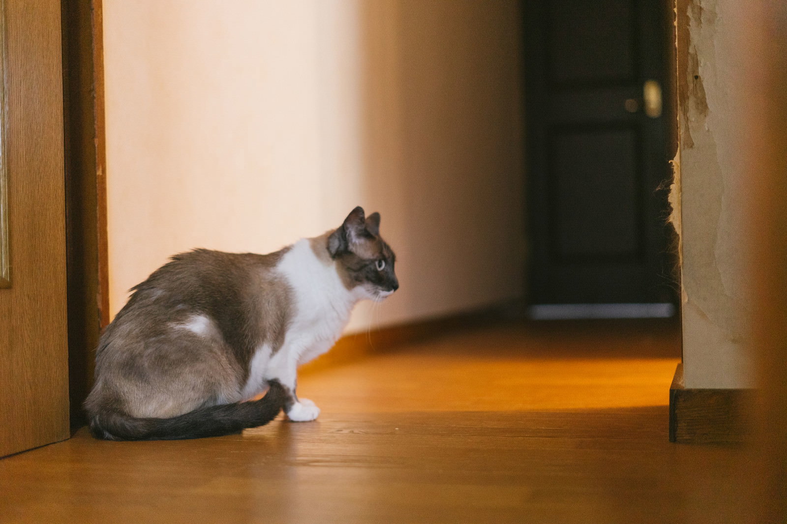 木製の床に座ってドアの向こうを見つめるグレーと白の猫［モデル：プー］