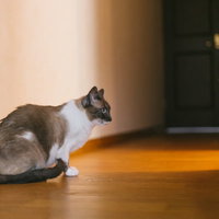 壁で爪とぎをする猫の写真