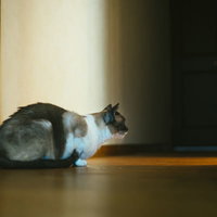 暗がりから顔を覗かせて様子を伺う出待ち猫の写真